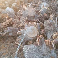 خرید چوب گلخونه ای|خدمات باغبانی و درختکاری|پیشوا, |دیوار