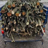 خرید چوب صنوبر جنگلی باغ محوطه و چوب تخریبی کلنگی|خدمات باغبانی و درختکاری|رشت, گلسار|دیوار