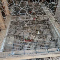 قفس مرغ خروس|لوازم جانبی حیوانات|کرمانشاه, |دیوار