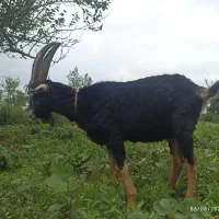 بز خوب و سرحال
