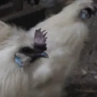 خروس ومرع ابریشمی