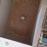 یک جفت عروس هلندی مولد بایک جوجه بالغ|پرنده|کنگاور, |دیوار