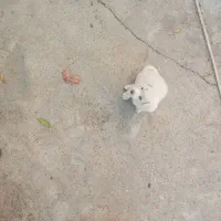 اصلاندوز|سگ|پارسآباد, |دیوار