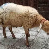 قصاب در محل،سلاخی،گوسفند زنده|حیوانات مزرعه|قم, نیروگاه|دیوار