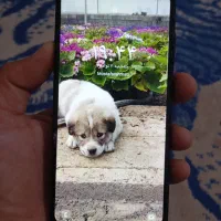 گوشیA11|موبایل|گرگان, |دیوار