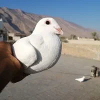 کبوتر پلاکی ماده|پرنده|کازرون, |دیوار