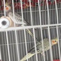 فروش یک جفت عروس هلندی