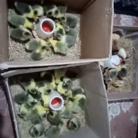 فروش جوجه غاز 7الی 10 روزه، وتخم غاز و. ‌.. شریکی|حیوانات مزرعه|قائم‌شهر, |دیوار