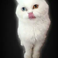 گربه بریتیش