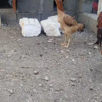 مرغ ریش در حال تخم مامله با مرغ در حد خودشدش