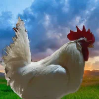 خروس فروشی