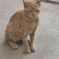 گربه نارنجی گمشده ۴ ماهه همراه با مژدگانی