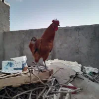 یک عدد خروس محلی