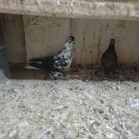 کبوتر فروشی