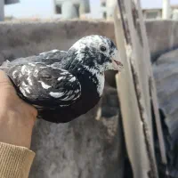 کفتر به شرط ضمانت|پرنده|مشهد, رده|دیوار