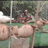 ماندارین و کارولین|حیوانات مزرعه|لاهیجان, کوی آزادگان|دیوار