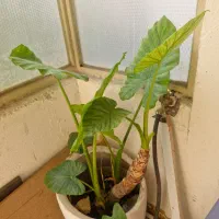 گل بابا آدم