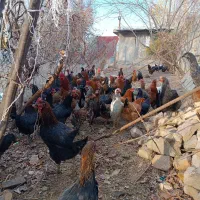 مرغ جوان تخم گذار|حیوانات مزرعه|کنگاور, |دیوار