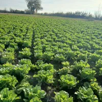 کاهو روغنی سرپیچ