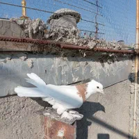 طوقی کاکلی پاپر