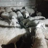 بره نر و ماده|حیوانات مزرعه|رفسنجان, |دیوار