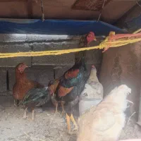 جوجه دورگ لاری 15روزه|حیوانات مزرعه|مشگین شهر, |دیوار