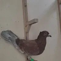 کفترصید پرشی معاوضه هم با کفتر دیگه دارم|پرنده|مشهد, یاس|دیوار