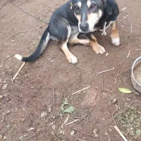 سگ پاکوتاه ماده نژاد دراز آمریکای معاوضه