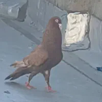کبوتر سوریه نژاد اصل معرف به کبوترمشهدی