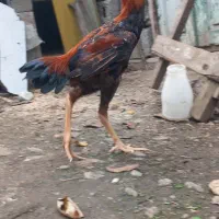 لاری|حیوانات مزرعه|لوندویل, |دیوار