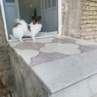 سگ میکس شی واوا