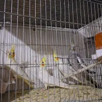 مرغ عشق رنگین کمانی و عروس هلندی