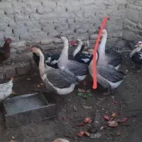 قوغاز و اردک خارجی