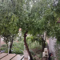 اجاره خانه باغ