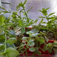 گل طبیعی|گل و گیاه طبیعی|هرسین, |دیوار