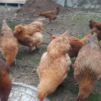 فروش مرغ امپراتور|حیوانات مزرعه|شاندرمن, |دیوار