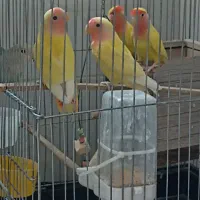 طوطی برزیلی صورت هلویی|پرنده|شیراز, شهرک کوشکک|دیوار