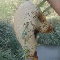 عسل  بهترینهای  گل کنار  و  لگجی|خوردنی و آشامیدنی|اهواز, اسماعیلیه|دیوار