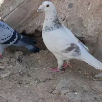 کفتر