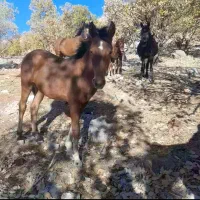 مادیان وکره