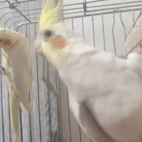 عروس هلندی مولد|پرنده|تهران, مقدم|دیوار