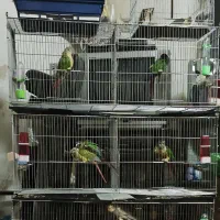 فروش پرنده طوطیسان|پرنده|رشت, احمد گوراب|دیوار