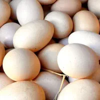 تخم مرغ بومی