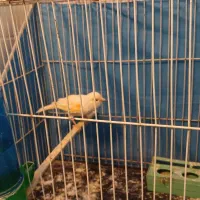 سهره و قناری نر و ماده|پرنده|ملایر, |دیوار