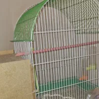 3عددقفس براعروس هلندی ومرغ عشق