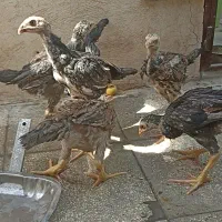 جوجه لاری