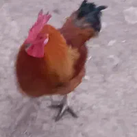 خروس گلین|حیوانات مزرعه|سیلاخور, |دیوار