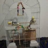 قفس پرنده