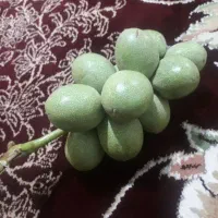 حاصل گیردوی ۱۴۰۴|خوردنی و آشامیدنی|قم, علی آباد|دیوار