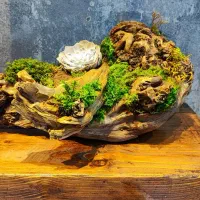 تابلو .درخت و درختچه جاودان|صنایع دستی و سایر لوازم تزئینی|اهواز, فرهنگ شهر|دیوار